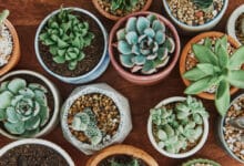 Como Cuidar de Suculentas: Guia Prático para Iniciantes