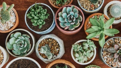 Como Cuidar de Suculentas: Guia Prático para Iniciantes