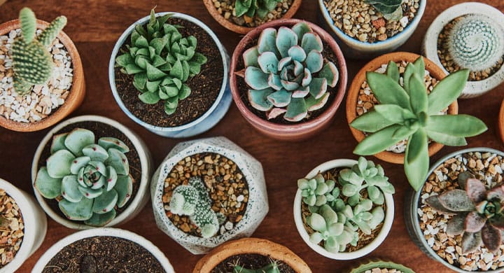 Como Cuidar de Suculentas: Guia Prático para Iniciantes