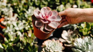 Os Benefícios das Suculentas: Beleza, Bem-Estar e Praticidade