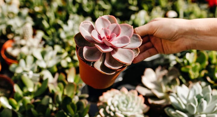 Os Benefícios das Suculentas: Beleza, Bem-Estar e Praticidade