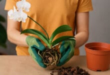 Como replantar orquídeas sem danificar as raízes: passo a passo completo