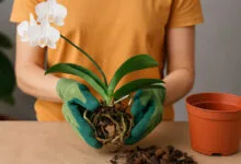Como replantar orquídeas sem danificar as raízes: passo a passo completo