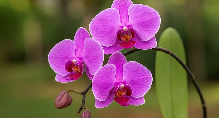 O melhor adubo para orquídeas florescerem