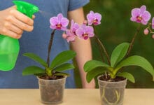 Qual o melhor adubo para orquídeas florescerem? Descubra o segredo para flores exuberantes