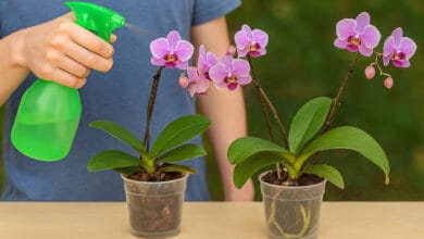 Qual o melhor adubo para orquídeas florescerem? Descubra o segredo para flores exuberantes