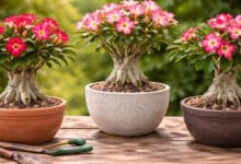 Como cuidar da rosa do deserto