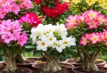 Como fazer a rosa do deserto florescer mais: guia completo para estimular flores o ano todo