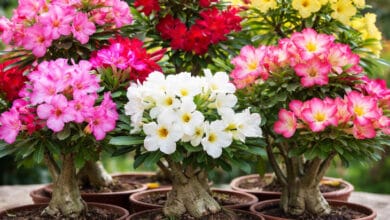 Como fazer a rosa do deserto florescer mais: guia completo para estimular flores o ano todo