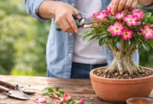 Como podar rosa do deserto corretamente: guia completo para estimular flores e brotações