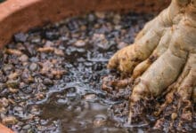 Melhor solo para rosa do deserto: como preparar o substrato ideal para crescimento e floração