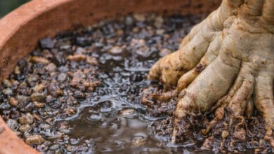 Melhor solo para rosa do deserto: como preparar o substrato ideal para crescimento e floração