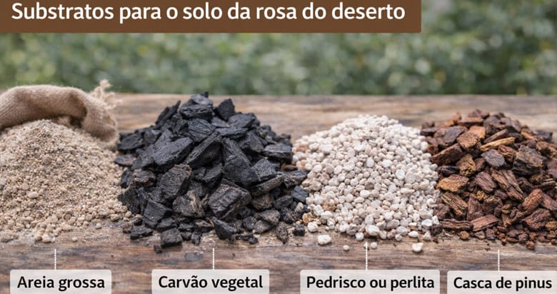 Substratos para solo de rosa do deserto