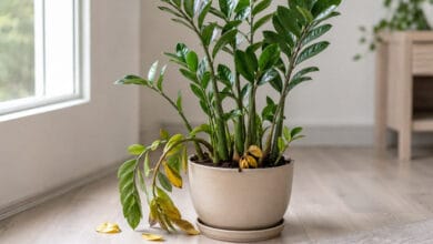 Zamioculca em vaso com folhas caindo e algumas folhas amareladas, indicando problema de cultivo.