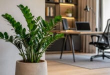 Zamioculca saudável em escritório moderno com luz indireta e ambiente bem iluminado.