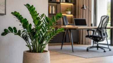 Zamioculca saudável em escritório moderno com luz indireta e ambiente bem iluminado.