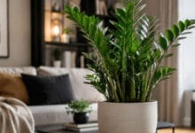 Zamioculca saudável em vaso dentro de casa, planta resistente de folhas verdes brilhantes.