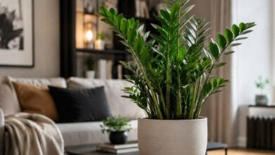 Zamioculca saudável em vaso dentro de casa, planta resistente de folhas verdes brilhantes.