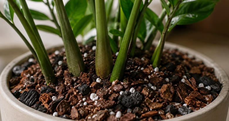 Base da zamioculca em vaso com substrato bem drenado, ideal para evitar excesso de água nas raízes.