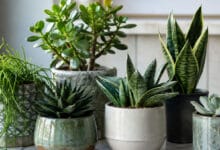 Suculentas para ambientes internos em vasos decorativos próximas à luz natural dentro de casa.
