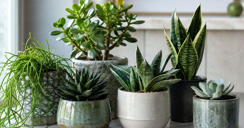Suculentas para ambientes internos em vasos decorativos próximas à luz natural dentro de casa.